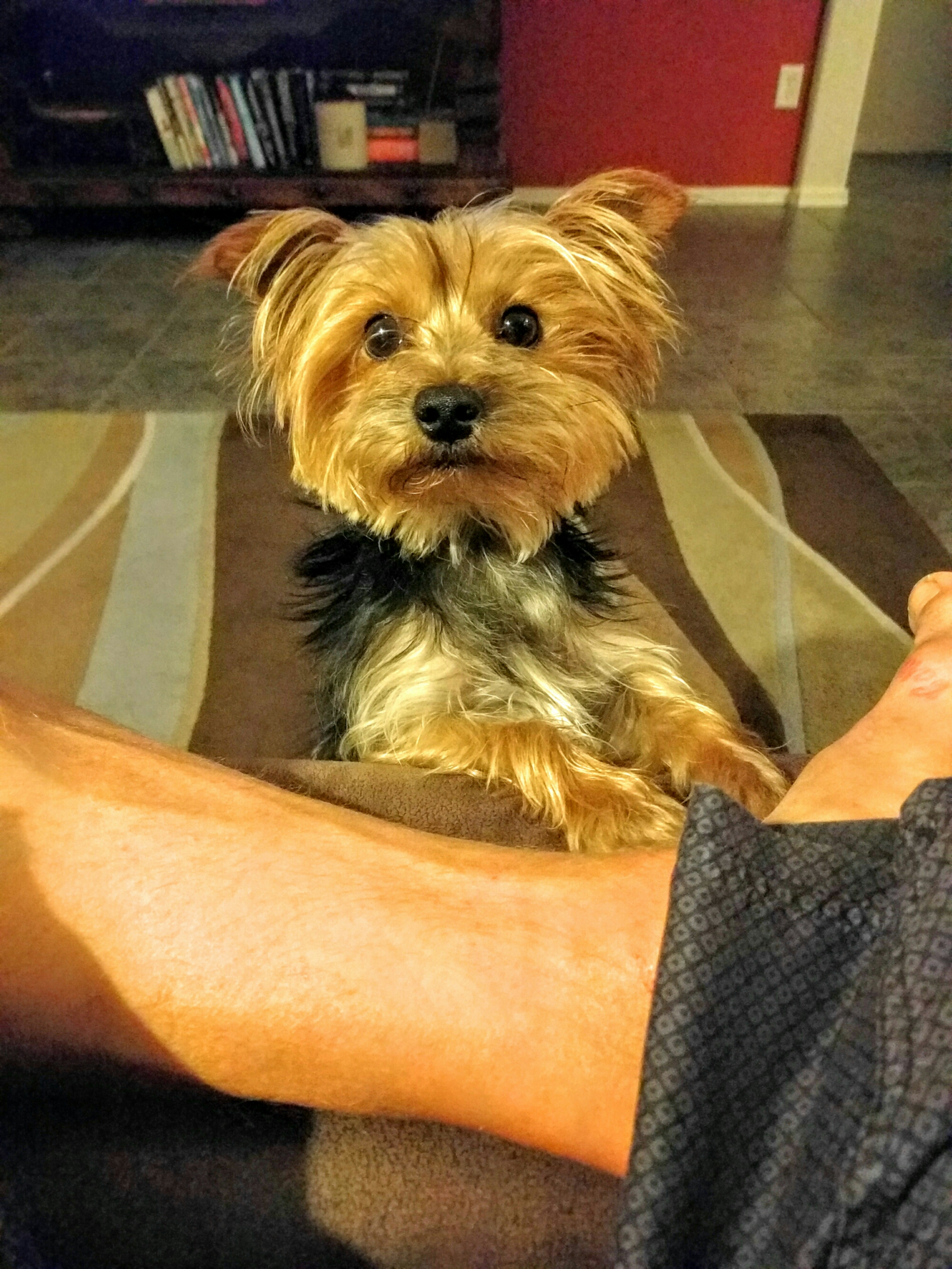 wp-1464137510476 image